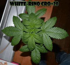 WR20