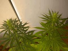 Sativa 1&2
