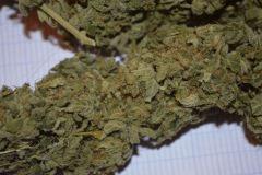 Moby Dick Macro