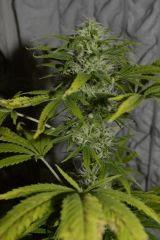 SKUNK1 F+45