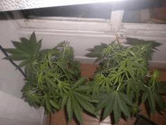 2 - Skunk#1