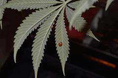 DSC 0124