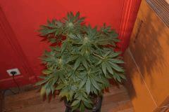 White Rhino Buisson Boulle