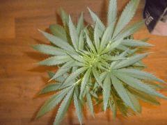 Petite Skunk1