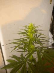 Sativa 1