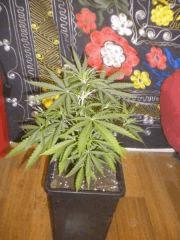 Petite 2e - Skunk1