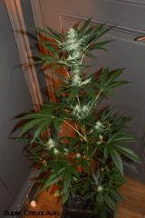 SuperCritical Auto