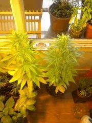 Sativa 1&2