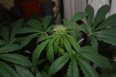 WhiteRhino Flo+39 (10préflo)