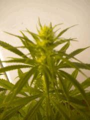 Sativa 2