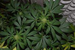 whiteRhino Flo+39 (10 de PréFlo!)