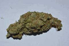SKUNK1