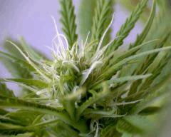 macro Skunk3 Flo+20