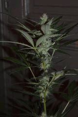 SuperCritical Auto
