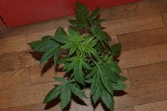Jack Herer Ghs