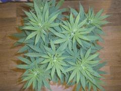 Buisson2 Skunk#1