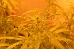 Skunk1