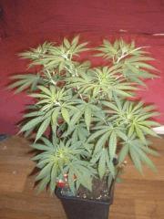 Buisson Skunk#1