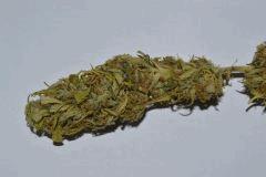 SKUNK1 Cramé..