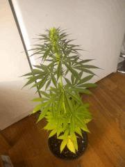 Sativa 1