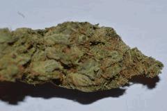 SKUNK1