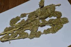 Skunk1
