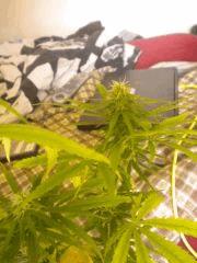 Buisson 4