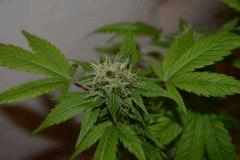 JACK HERRER (GHS) F+40~