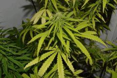 Skunk#1 Buisons4 Flo+35~