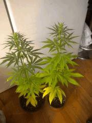 Sativa 1&2