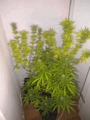 Buissons 1&2 Flo+50 + Buissons 3 Flo+30..