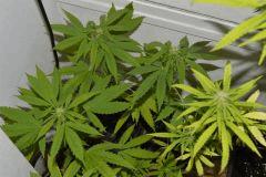 Boutures x4 Skunk#1 Flo+15~