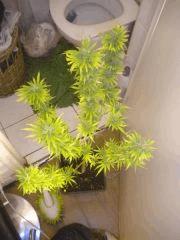 Buissons1 FLo+45~