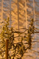 <3 AK48 Pheno tetes en longueur... <3