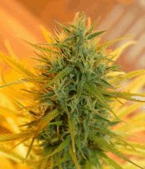 Sativa1 Flo 60