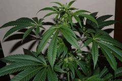 MobyDick(11L)
