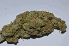 SKUNK1