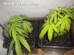 Les 2 petites Skunk#1
