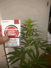 Sativa 1