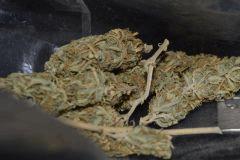 Skunk-1