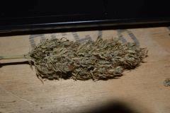 Sativa,