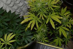 Skunk1 flo+45