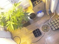Bouturages