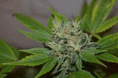 JACK HERRER (GHS) F+40~