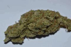 SKUNK1