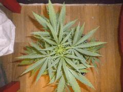 Petite 2e - Skunk1