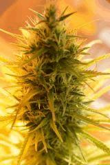 Sativa2