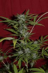 SKunk1 F+28