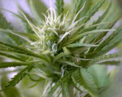 macro Skunk2 Flo+20