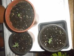 Départ des petites Sativa ! ;à)